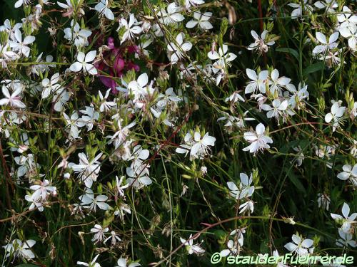 Image Gaura lindheimeri 'Gambit White'