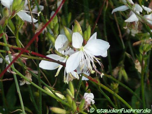 Bild Gaura lindheimeri 'Gambit White'