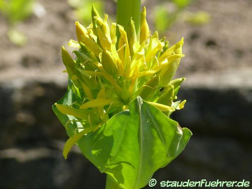 Bild Gentiana lutea