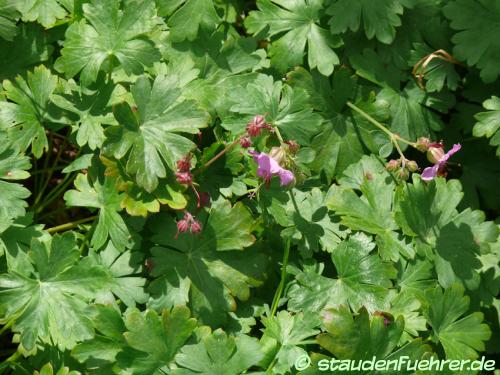 Bild Geranium cantabrigiense 'Berggarten'