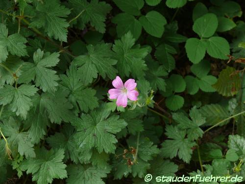 Geranium endressii - Basken-Storchschnabel Bild Geranium endressii