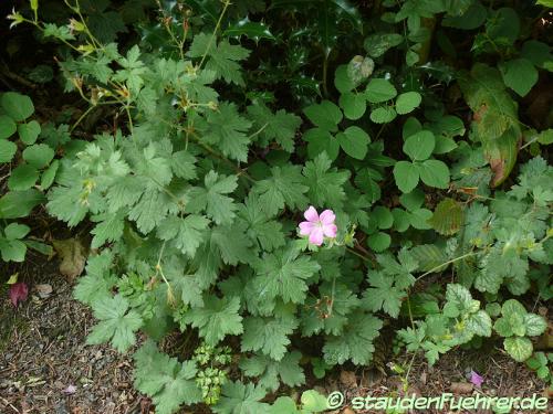 Geranium endressii - Basken-Storchschnabel Bild Geranium endressii