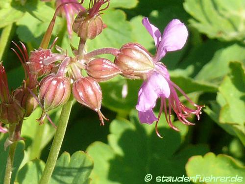 Image Geranium macrorrhizum