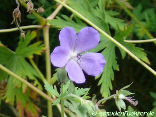 Image Geranium pratense