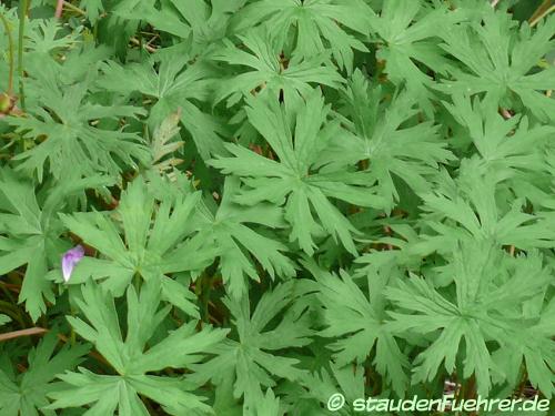 Image Geranium pratense