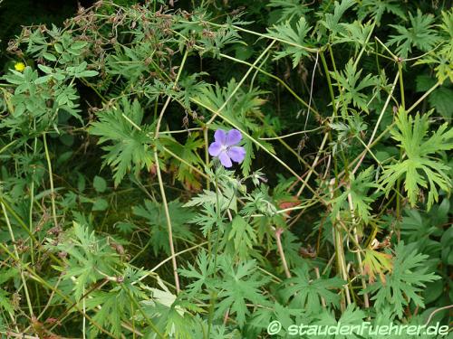 Image Geranium pratense