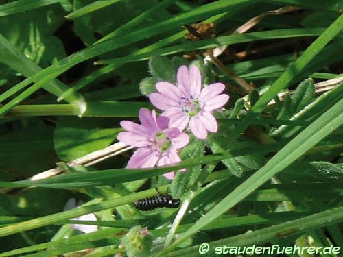 Bild Geranium pyrenaicum