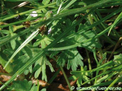 Bild Geranium pyrenaicum