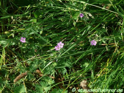 Bild Geranium pyrenaicum