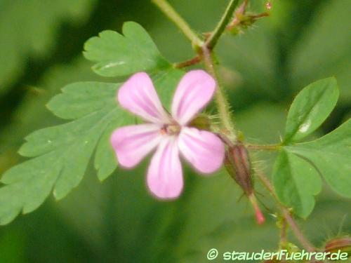 Bild Geranium robertianum