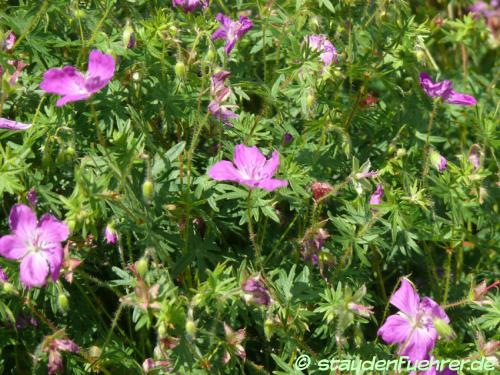 Image Geranium sanguineum