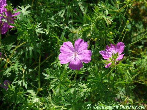 Bild Geranium sanguineum