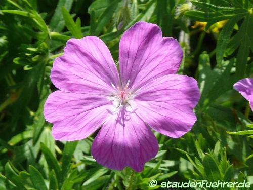 Bild Geranium sanguineum