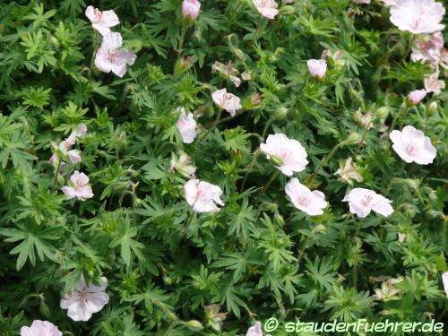 Bild Geranium sanguineum 'Lancastriense'