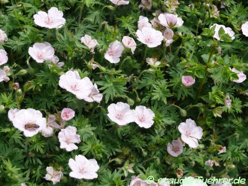 Bild Geranium sanguineum 'Lancastriense'