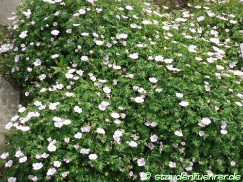 Bild Geranium sanguineum 'Lancastriense'