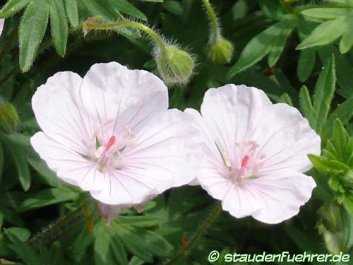 Bild Geranium sanguineum 'Lancastriense'