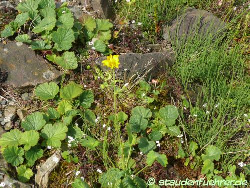 Image Geum pyrenaicum