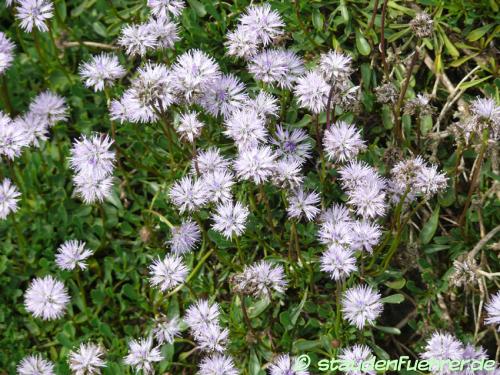 Bild Globularia cordifolia