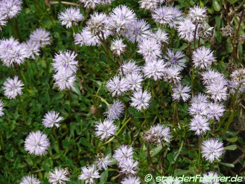 Image Globularia cordifolia