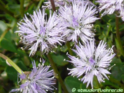 Bild Globularia cordifolia