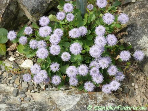 Image Globularia incanescens