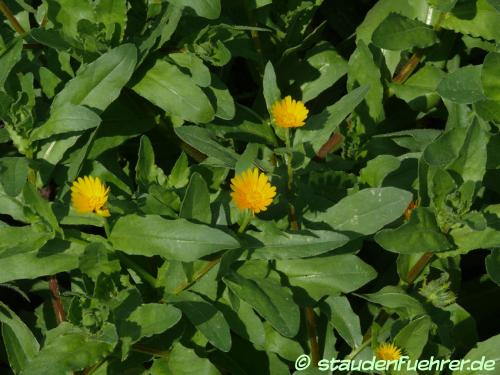 Image Grindelia integrifolia