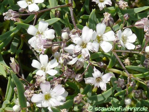 Image Gypsophila repens