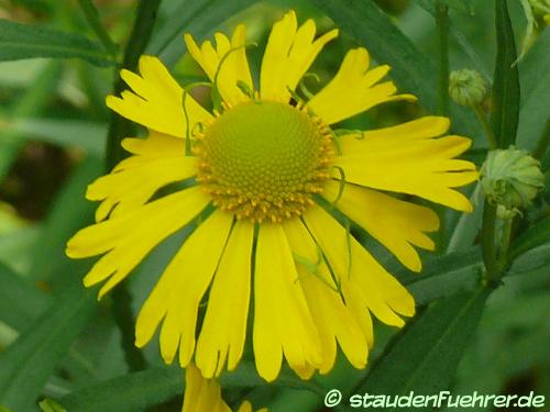 Image Helenium autumnale