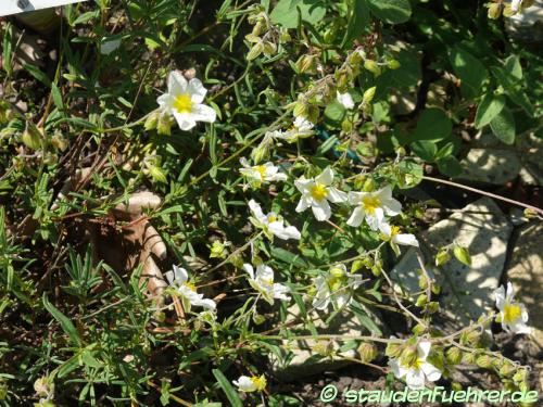 Helianthemum apenninum - White rock-rose Image Helianthemum apenninum
