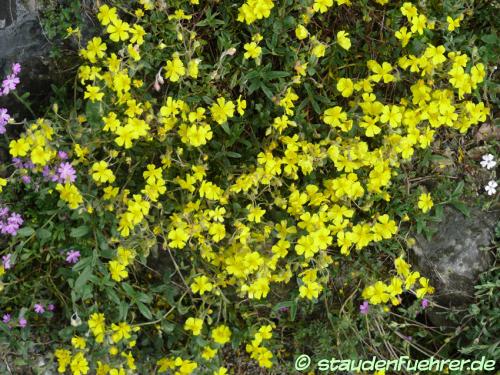 Image Helianthemum canum