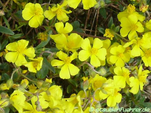 Image Helianthemum canum