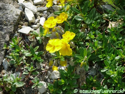 Image Helianthemum nitidum