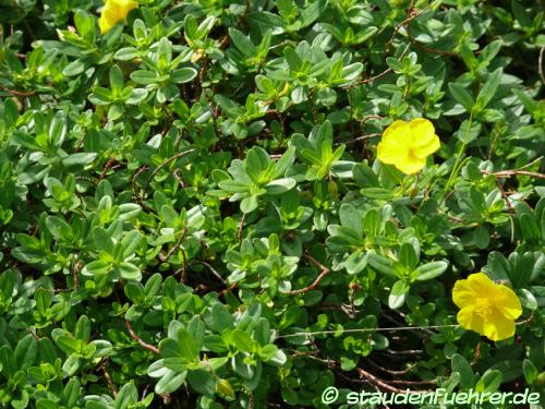 Image Helianthemum nitidum