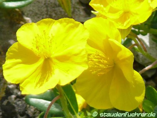 Bild Helianthemum nitidum