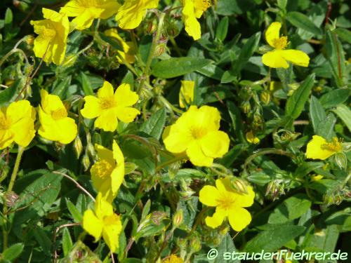 Bild Helianthemum nummularium