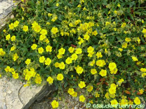 Image Helianthemum nummularium ssp. grandiflorum