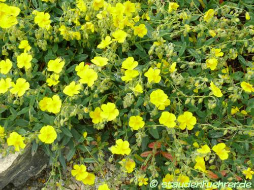 Bild Helianthemum nummularium ssp. grandiflorum