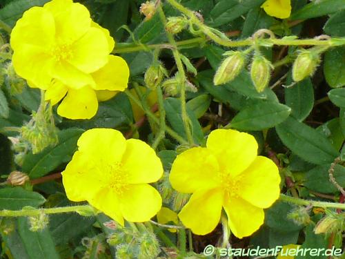 Image Helianthemum nummularium ssp. grandiflorum