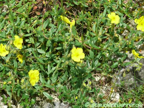 Image Helianthemum nummularium