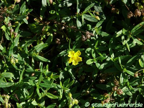 Image Helianthemum nummularium obscurum