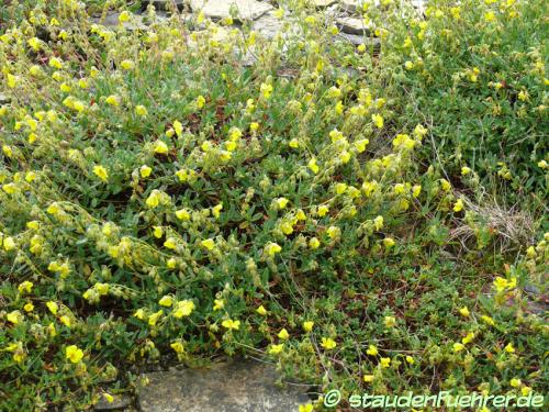 Bild Helianthemum nummularium