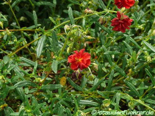 Helianthemum Hybr. 'Rubin' - Rotes Sonnenröschen Bild Helianthemum Hybr. 'Rubin'