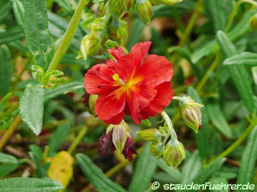 Bild Helianthemum Hybr. 'Rubin'