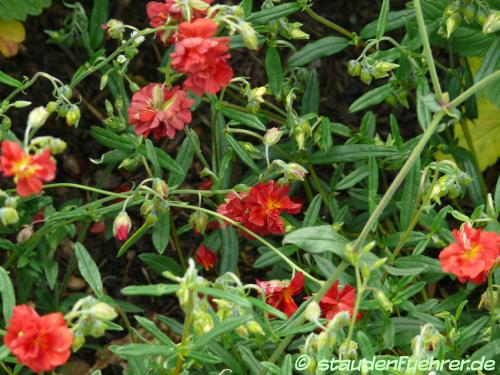 Helianthemum Hybr. 'Rubin' - Rotes Sonnenröschen Bild Helianthemum Hybr. 'Rubin'