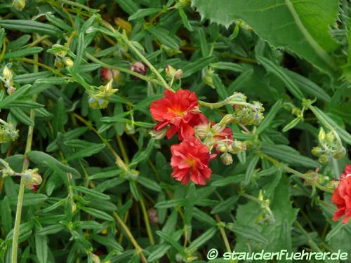 Helianthemum Hybr. 'Rubin' - Rotes Sonnenröschen Bild Helianthemum Hybr. 'Rubin'