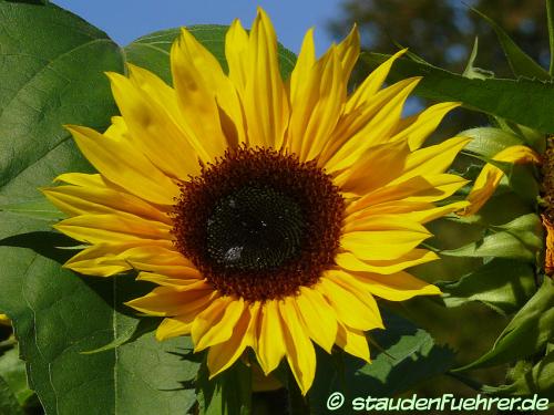 Image Helianthus annuus