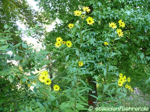 Bild Helianthus grosseserratus