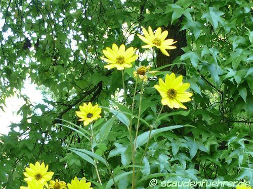 Image Helianthus grosseserratus