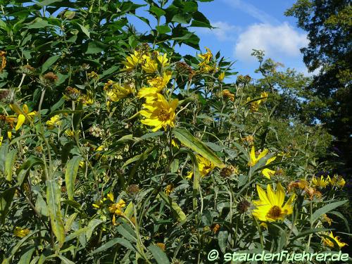 Image Helianthus maximiliani